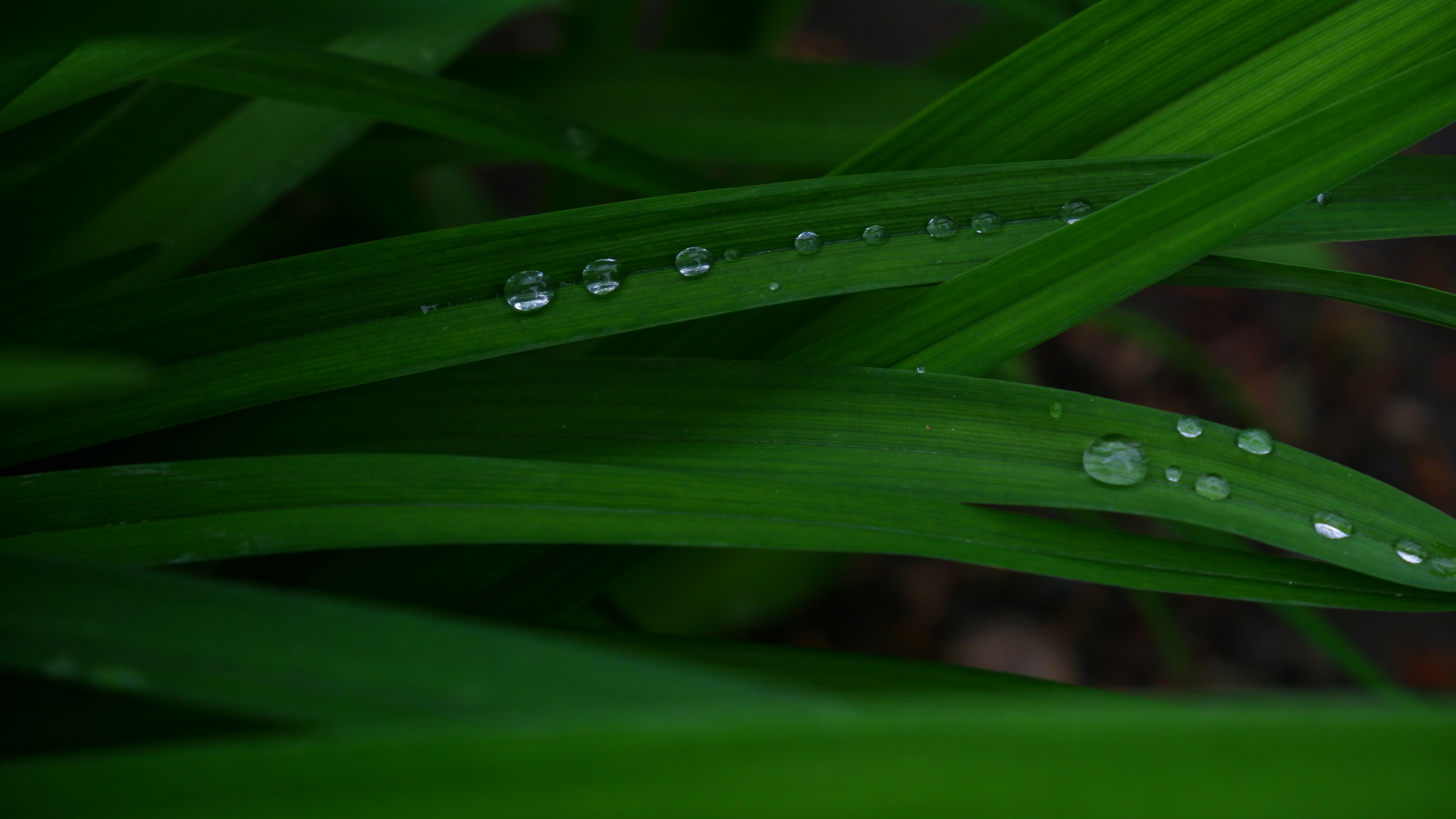 Photo by russellfoto