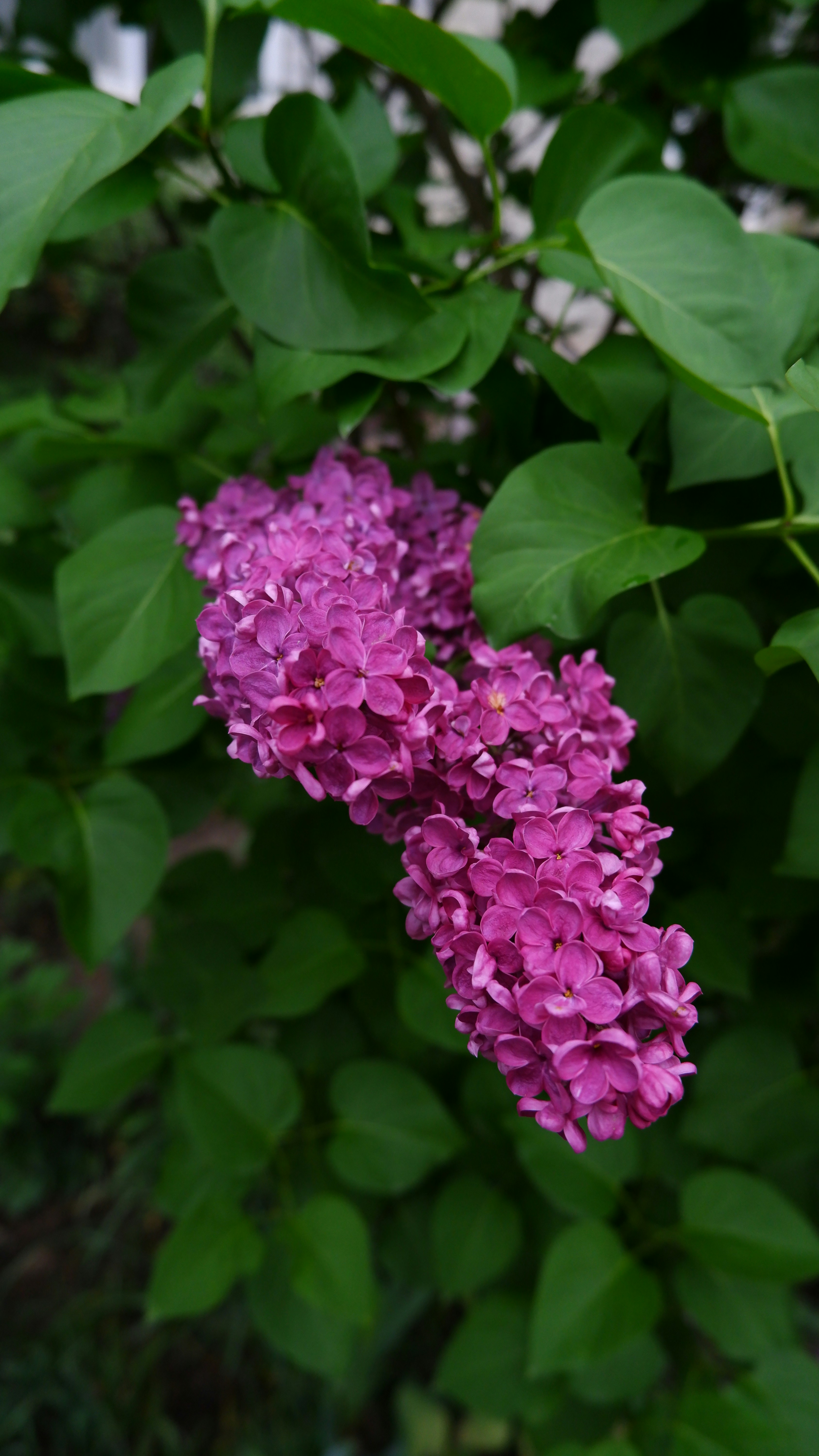 Photo by russellfoto