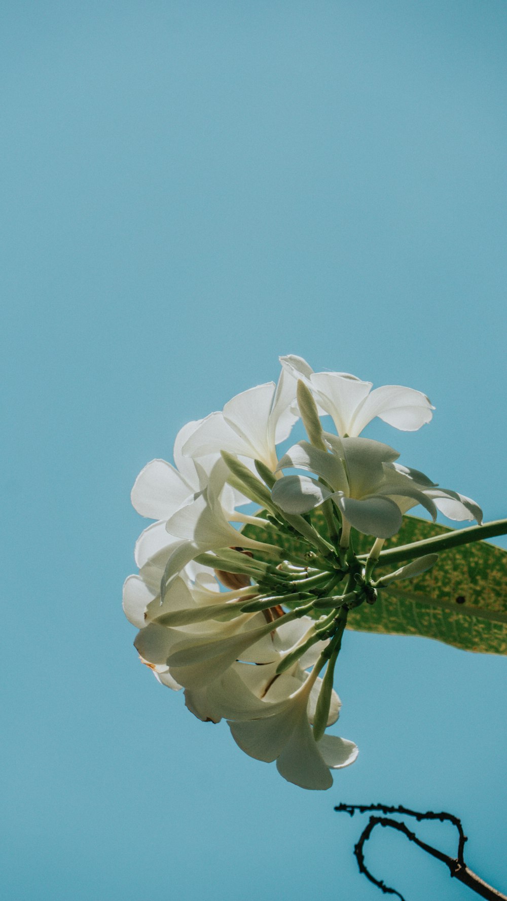 a close-up of some flowers