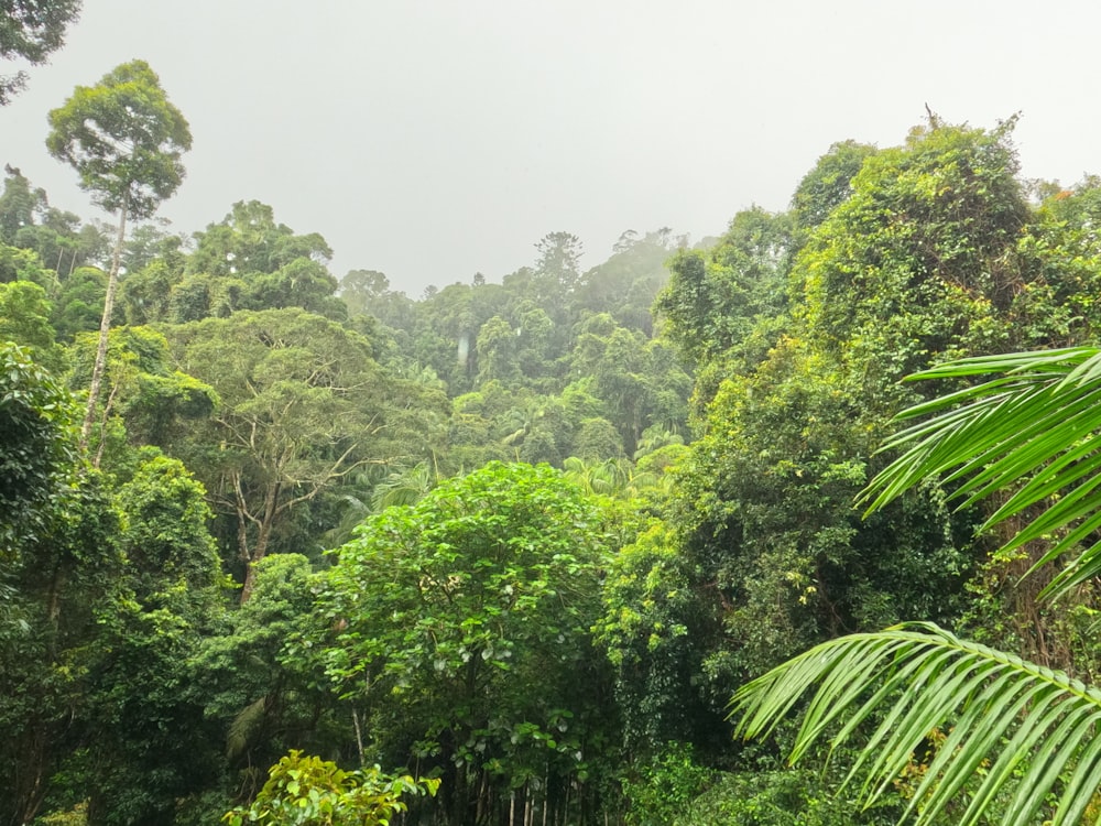 a forest of trees