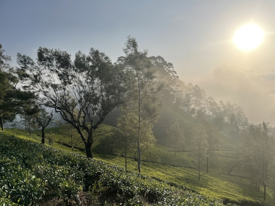 A serene landscape of a tea plantation with rows of lush green tea bushes covering sloping hills. Tall trees with slender trunks and light foliage create a silhouette against the backdrop of a bright sun shining through a hazy sky. The light creates a peaceful, almost ethereal atmosphere.