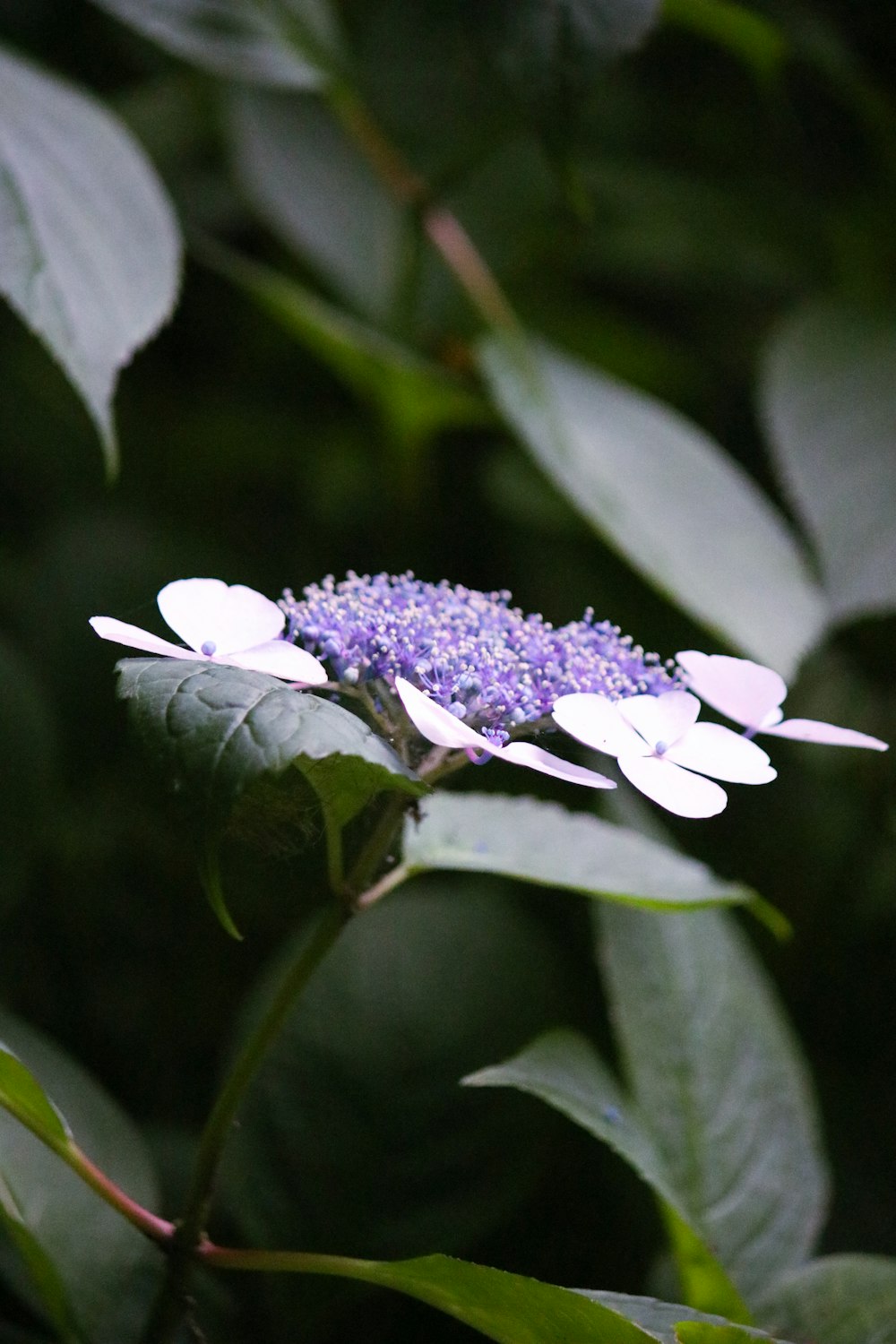 a close up of a flower