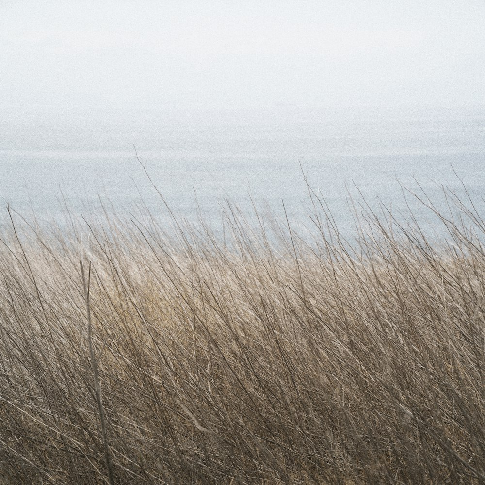 a field of tall grass