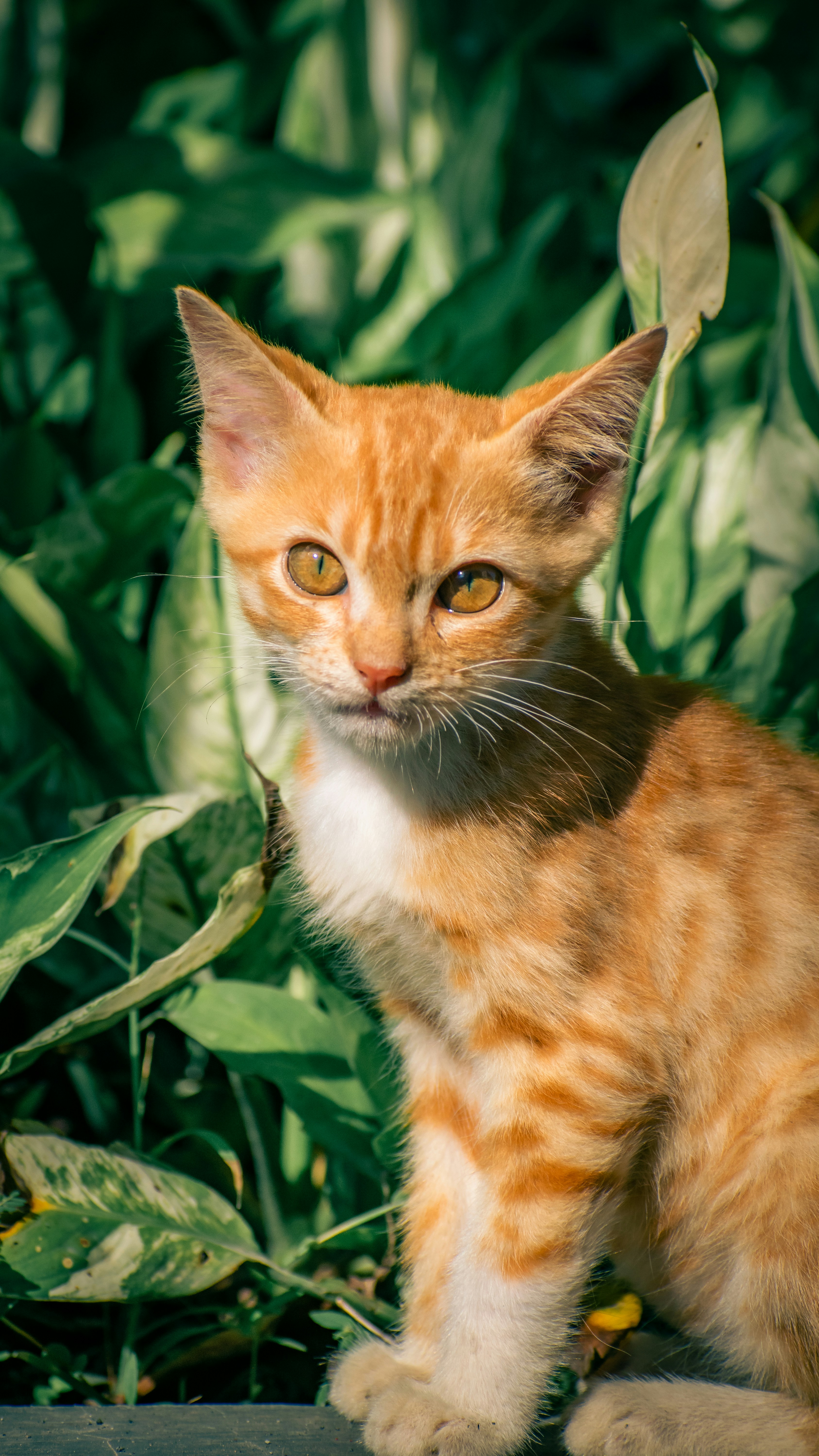 Photo by mdzcomicart