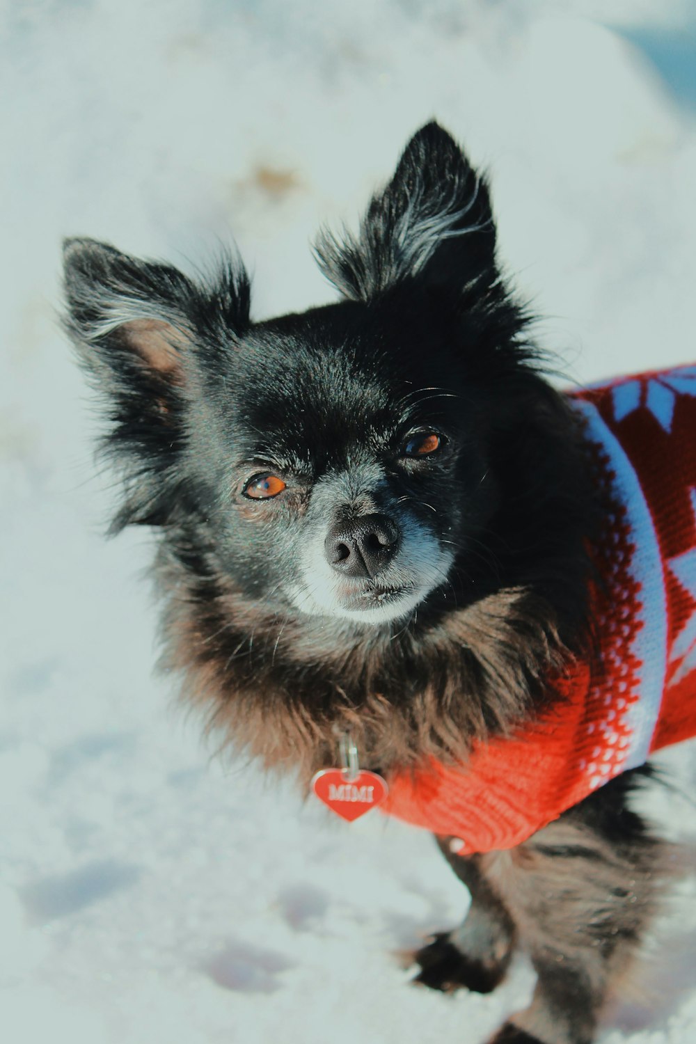 a dog in the snow