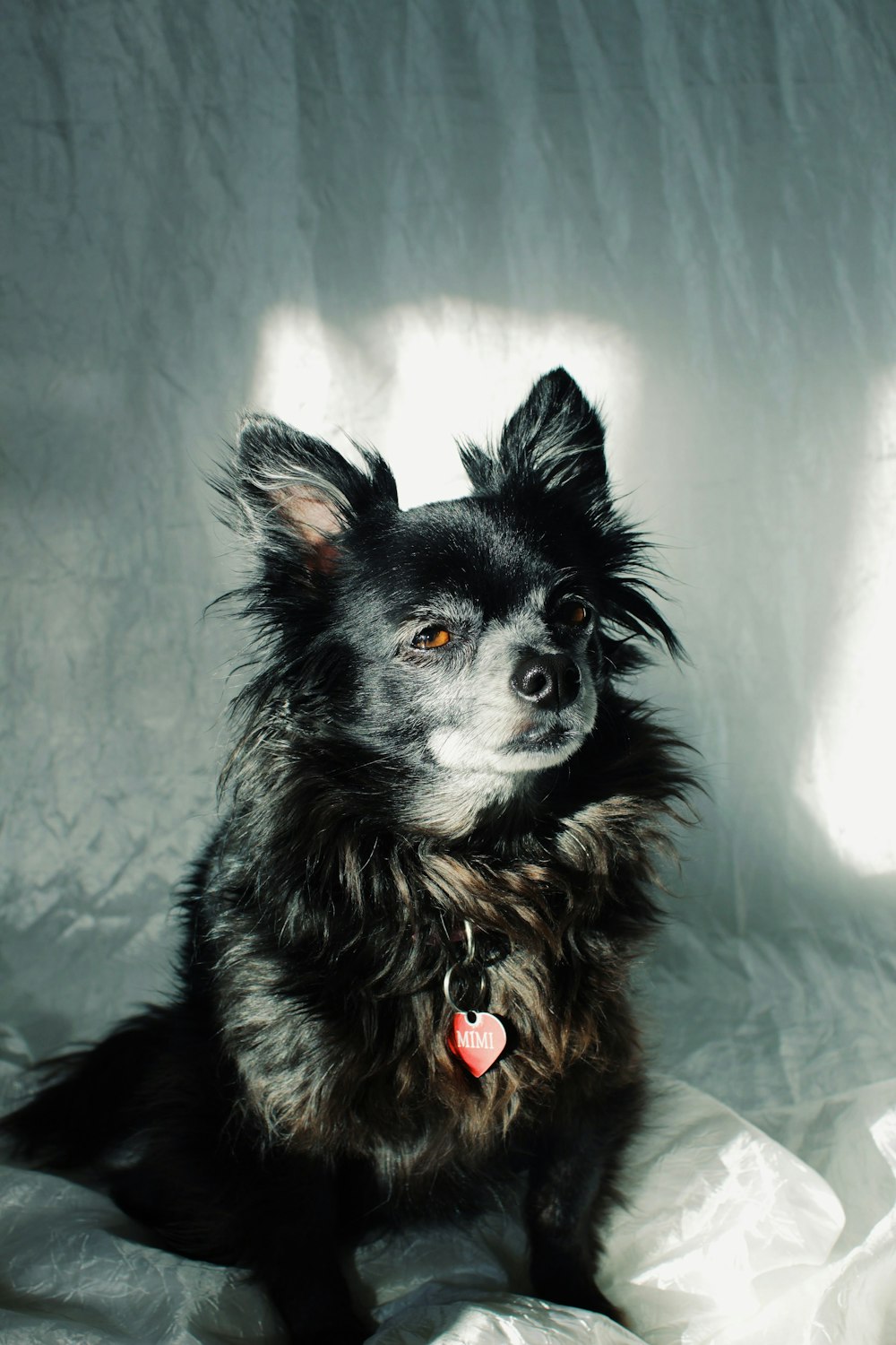 a black dog with a red tag