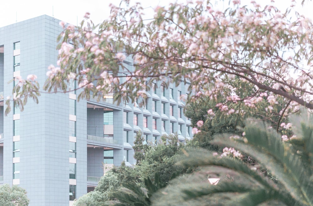 a tree with pink flowers in front of a building