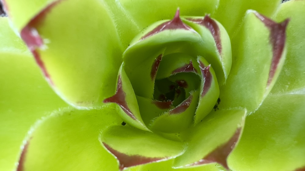 a close up of a green plant