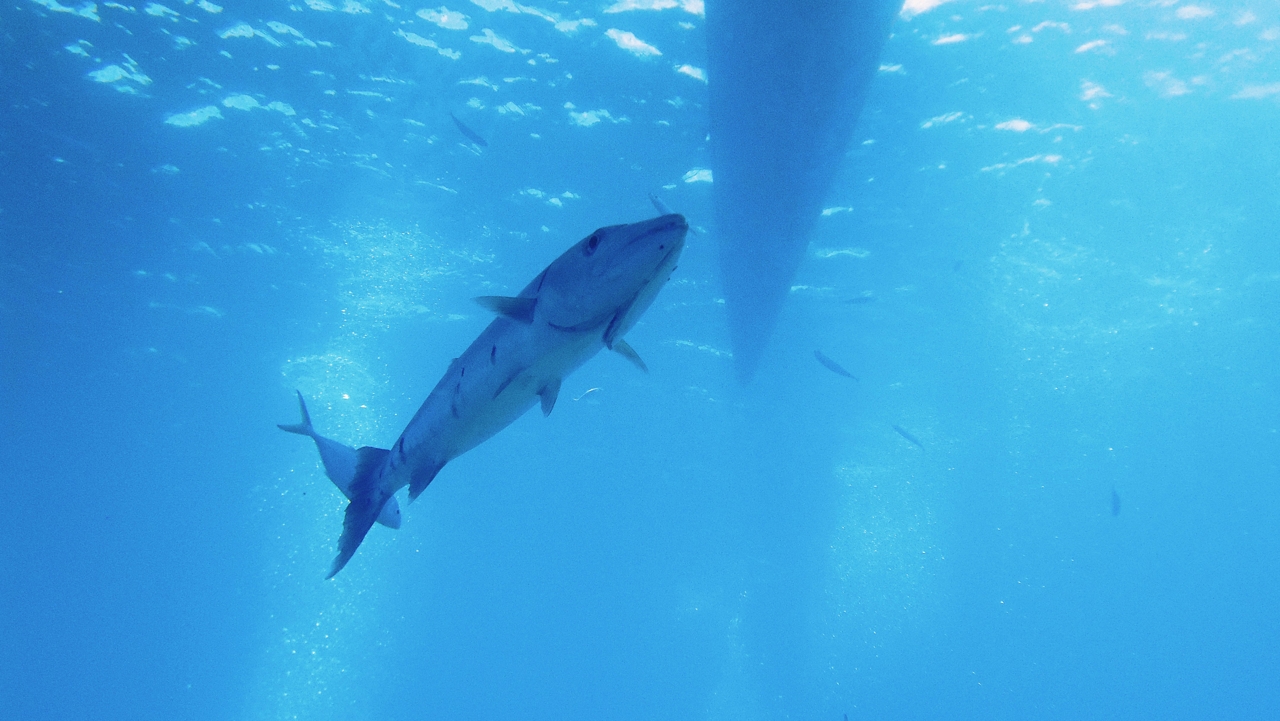 A Great Barracuda swims beneath a boat hull in blue water.