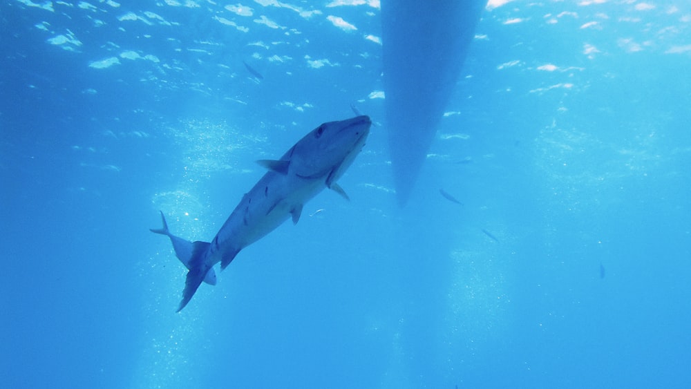 a shark swimming in the water