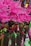 A group of dancers in vibrant, colorful costumes adorned with large pink feather headdresses and intricate beadwork. The costumes feature bright neon green and pink details with hints of gold. The dancers hold green and pink feathered accessories, adding to the lively and festive atmosphere. The scene likely depicts a carnival or parade setting, filled with movement and energy.