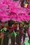 A group of dancers in vibrant, colorful costumes adorned with large pink feather headdresses and intricate beadwork. The costumes feature bright neon green and pink details with hints of gold. The dancers hold green and pink feathered accessories, adding to the lively and festive atmosphere. The scene likely depicts a carnival or parade setting, filled with movement and energy.