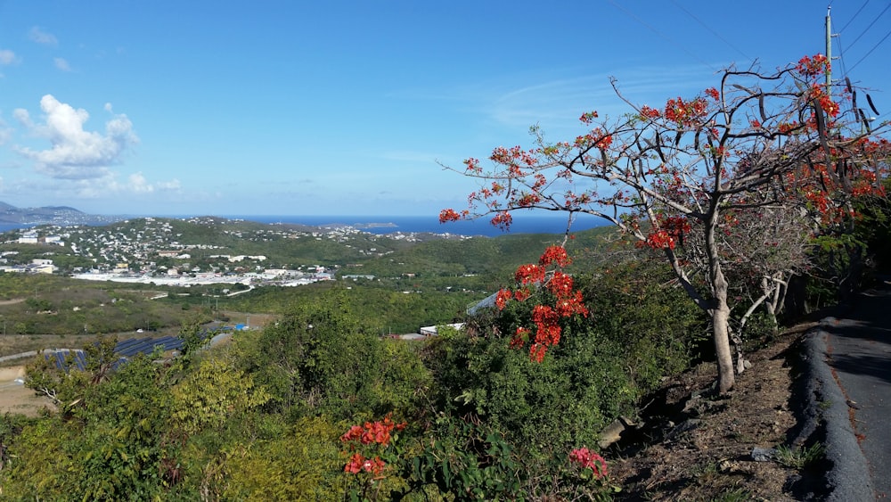 a tree with red flowers on a hill overlooking a city