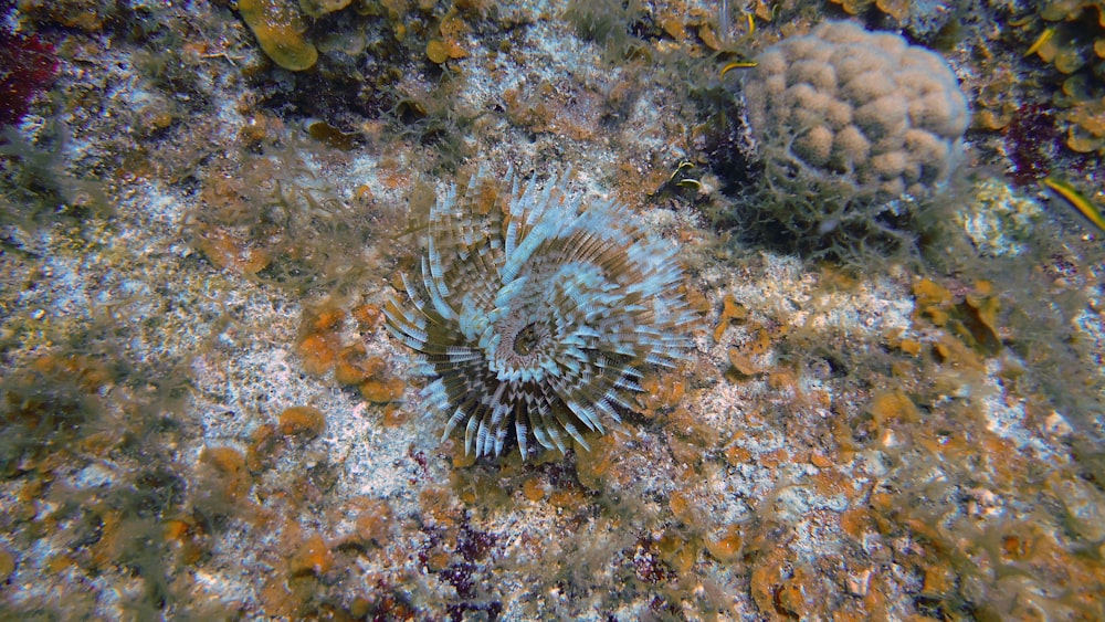 Ein Meerestier im Wasser