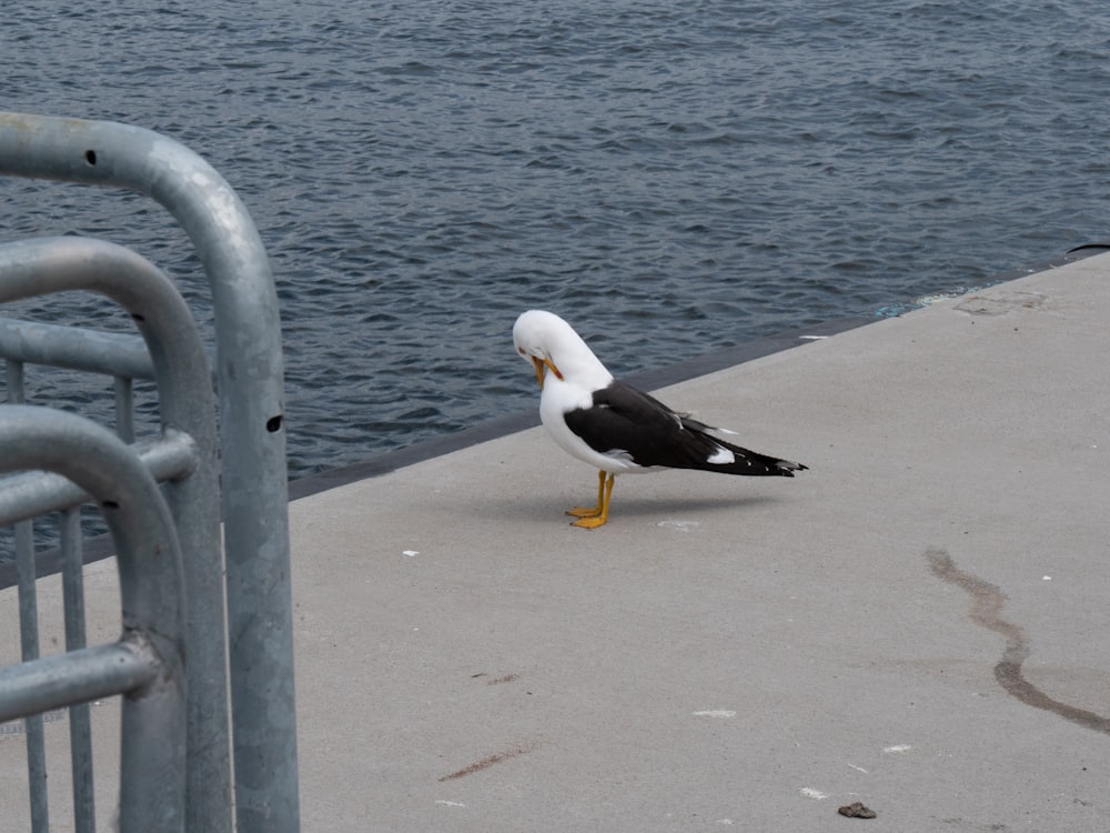 a seagull on a beach