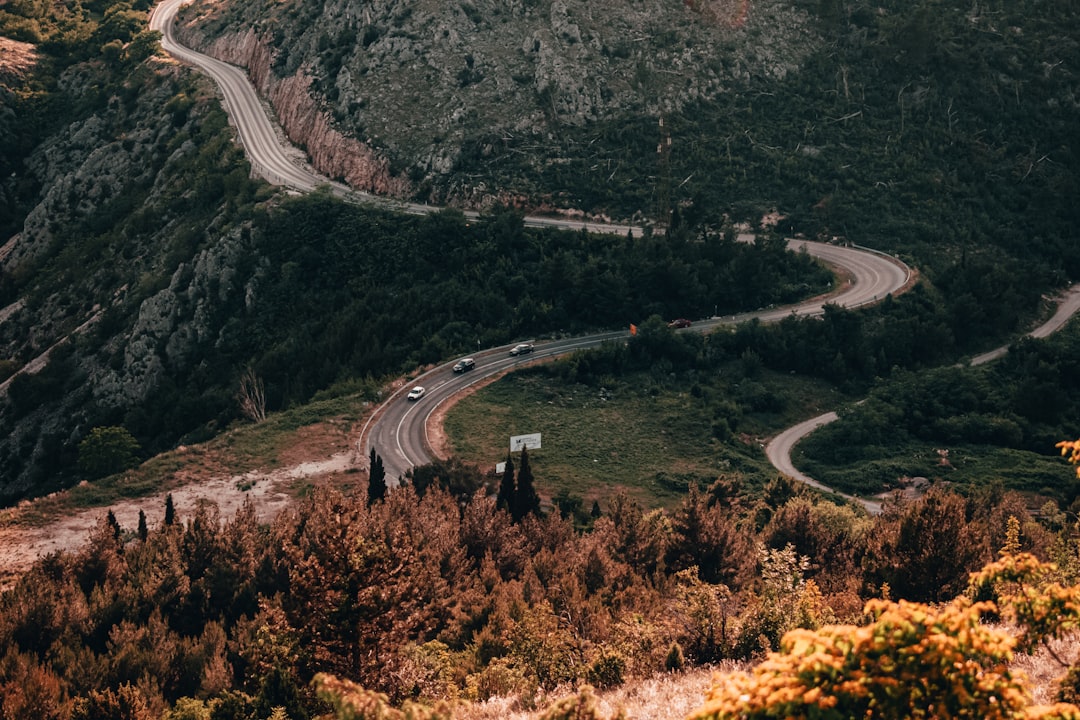 a road going through a forest,