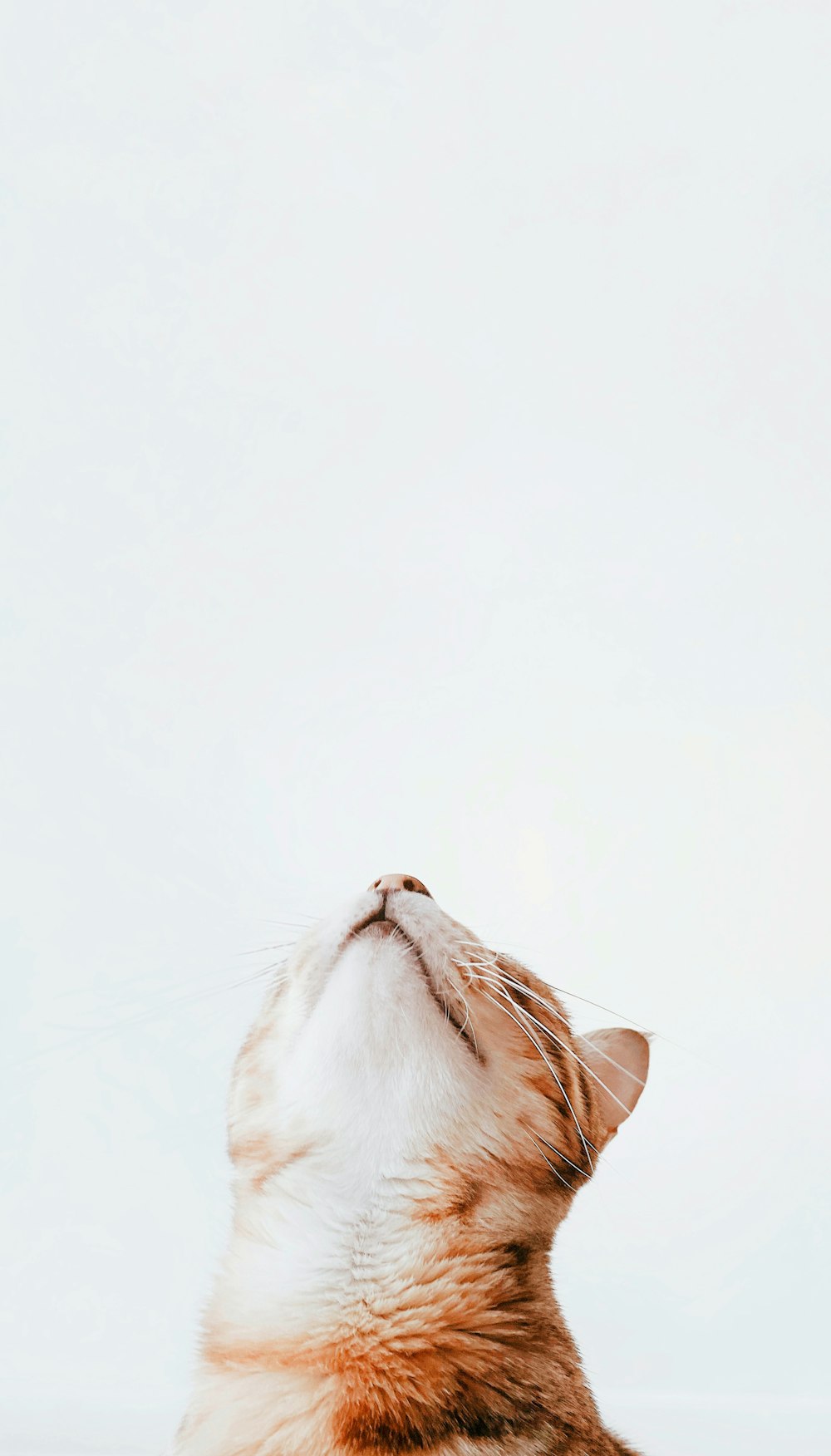 Un gatto con la bocca aperta