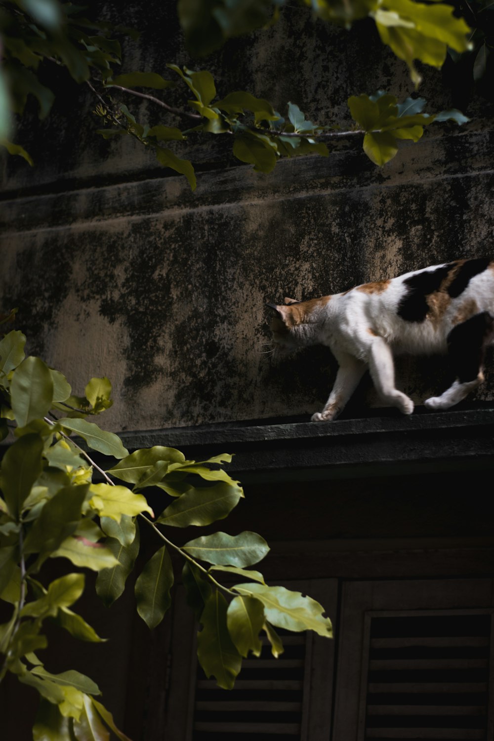 a cat walking on a roof