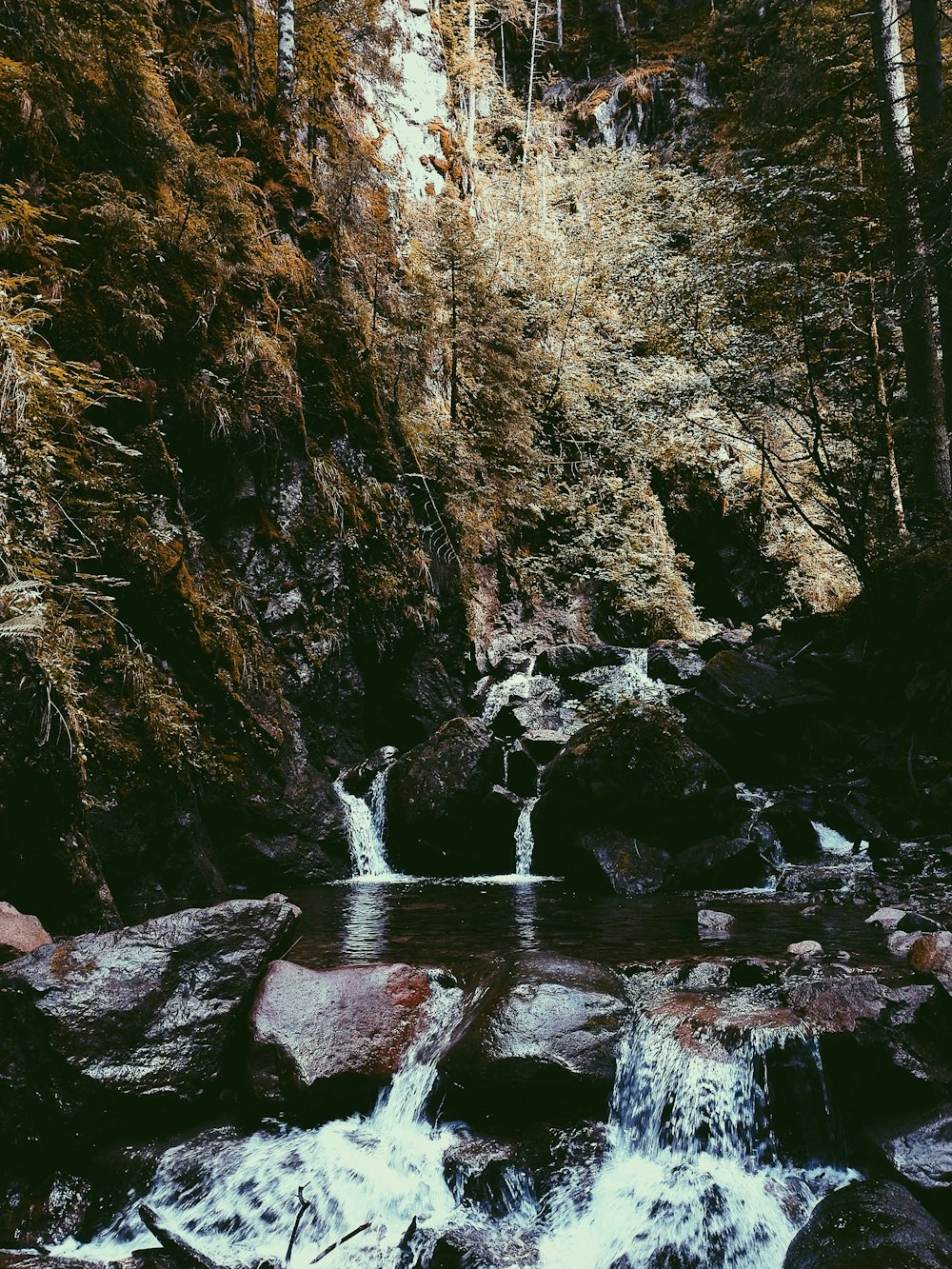 a stream with trees around it