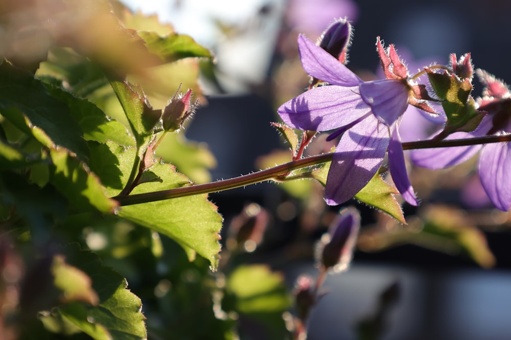 a close up of a purple flower