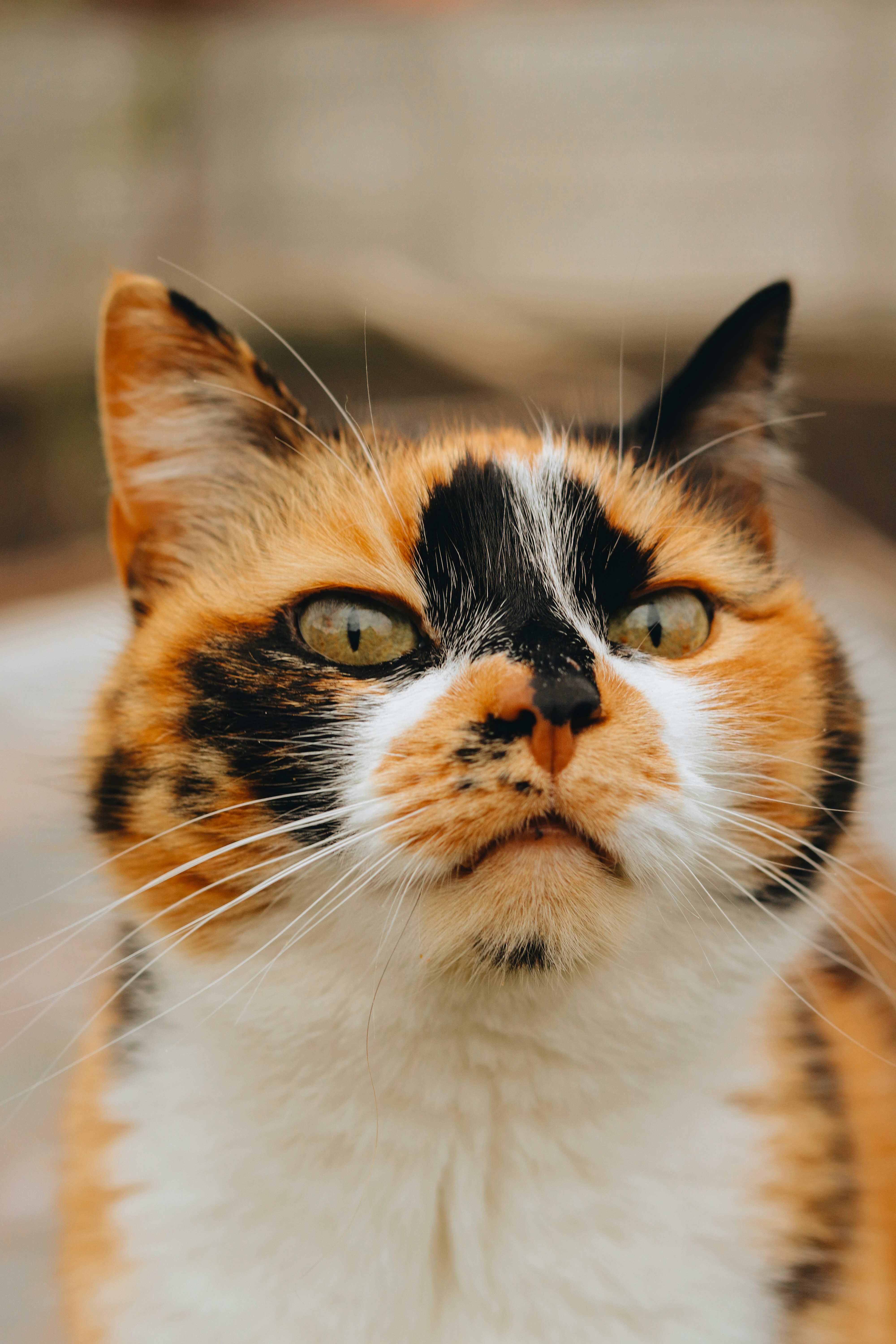 15. Whisker Watch: Forward or Flat? (image credits: unsplash)