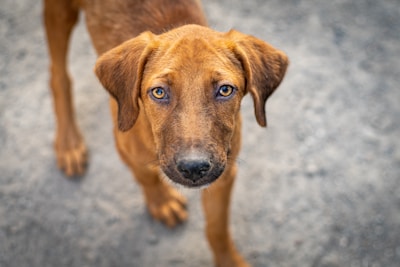 a brown dog looking up