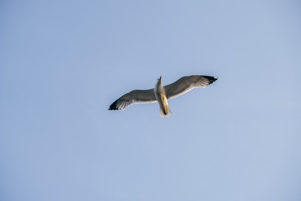 Ein Vogel fliegt am Himmel