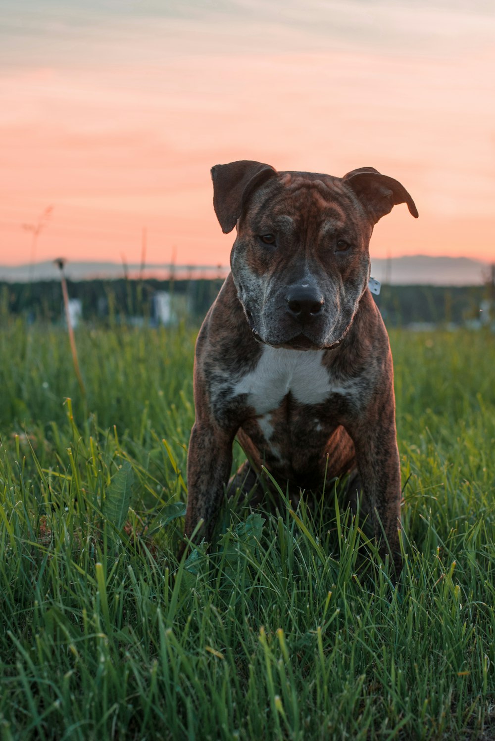 a dog sitting in a grassy field