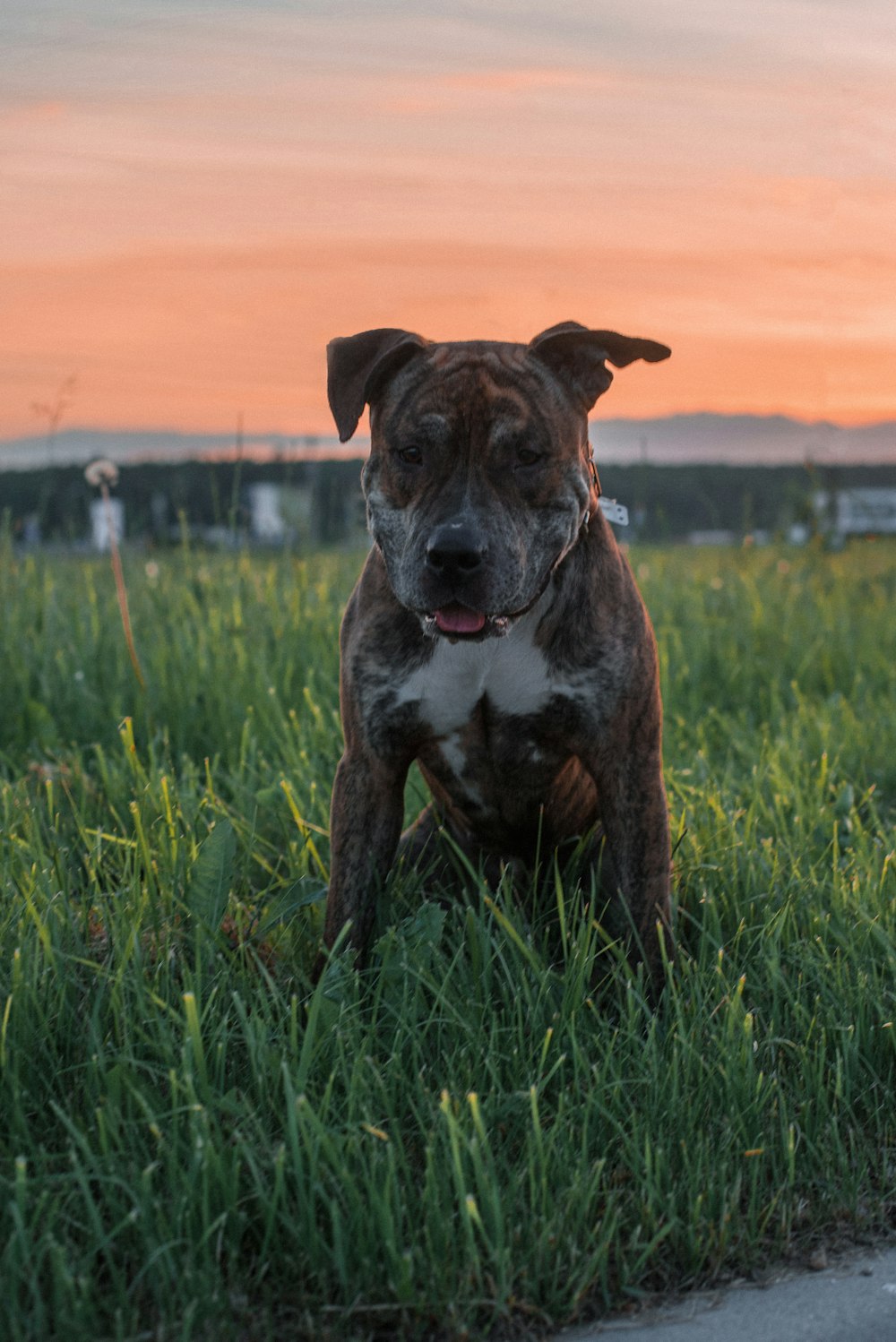 a dog standing in a grassy area