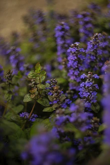 a close up of a flower