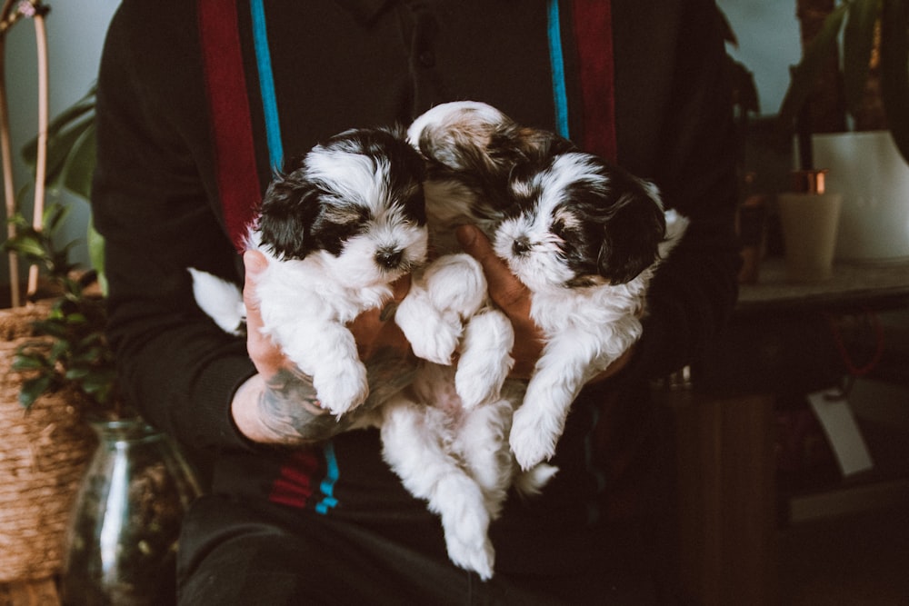 a person holding two dogs