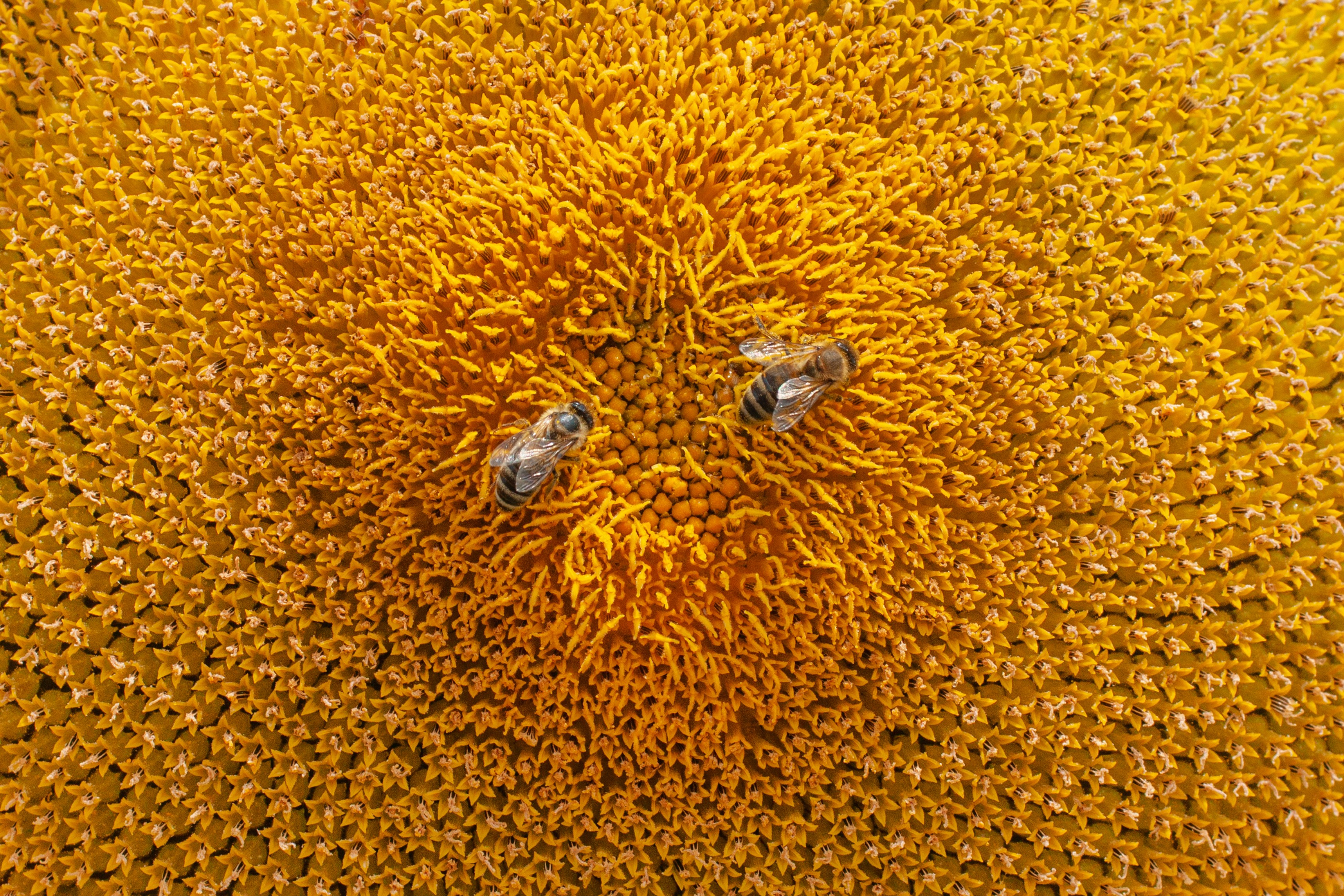 Photo by zephirbrush