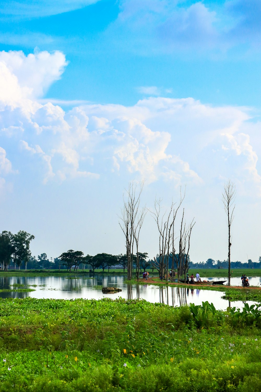 a pond with grass and trees around it