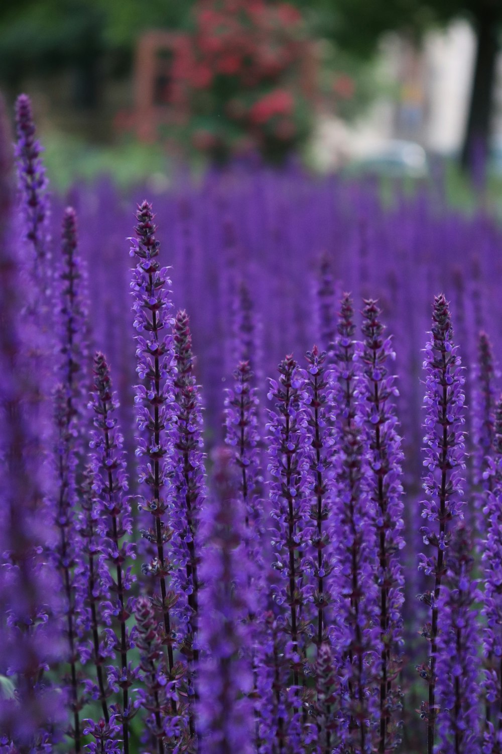 a field of purple flowers