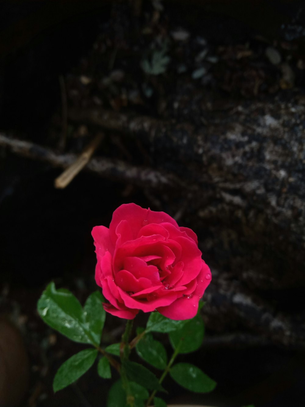 Nahaufnahme einer Rose