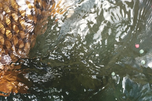 Close-up of fish feed pellets floating in clear water.