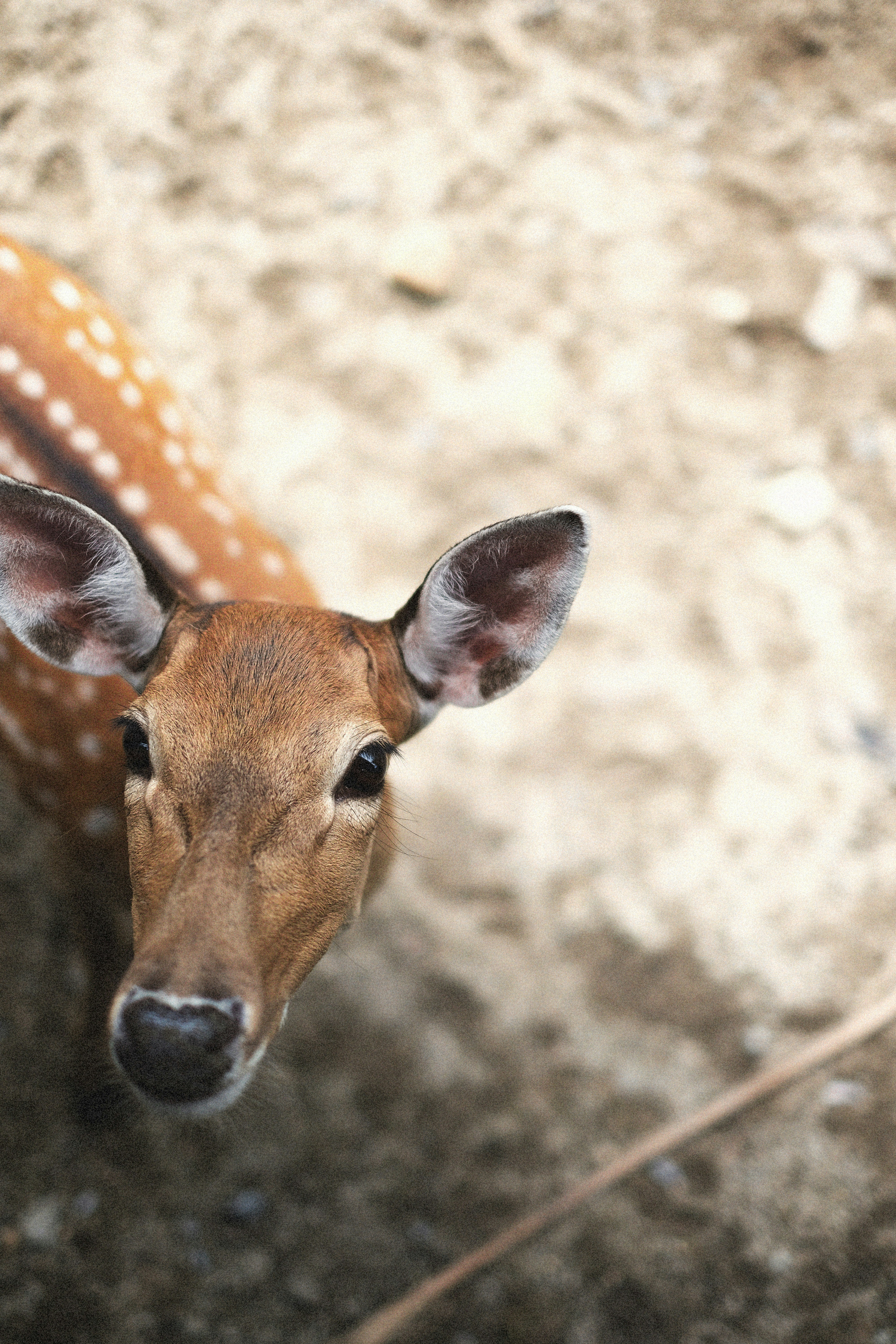 Photo by alexeydemidov
