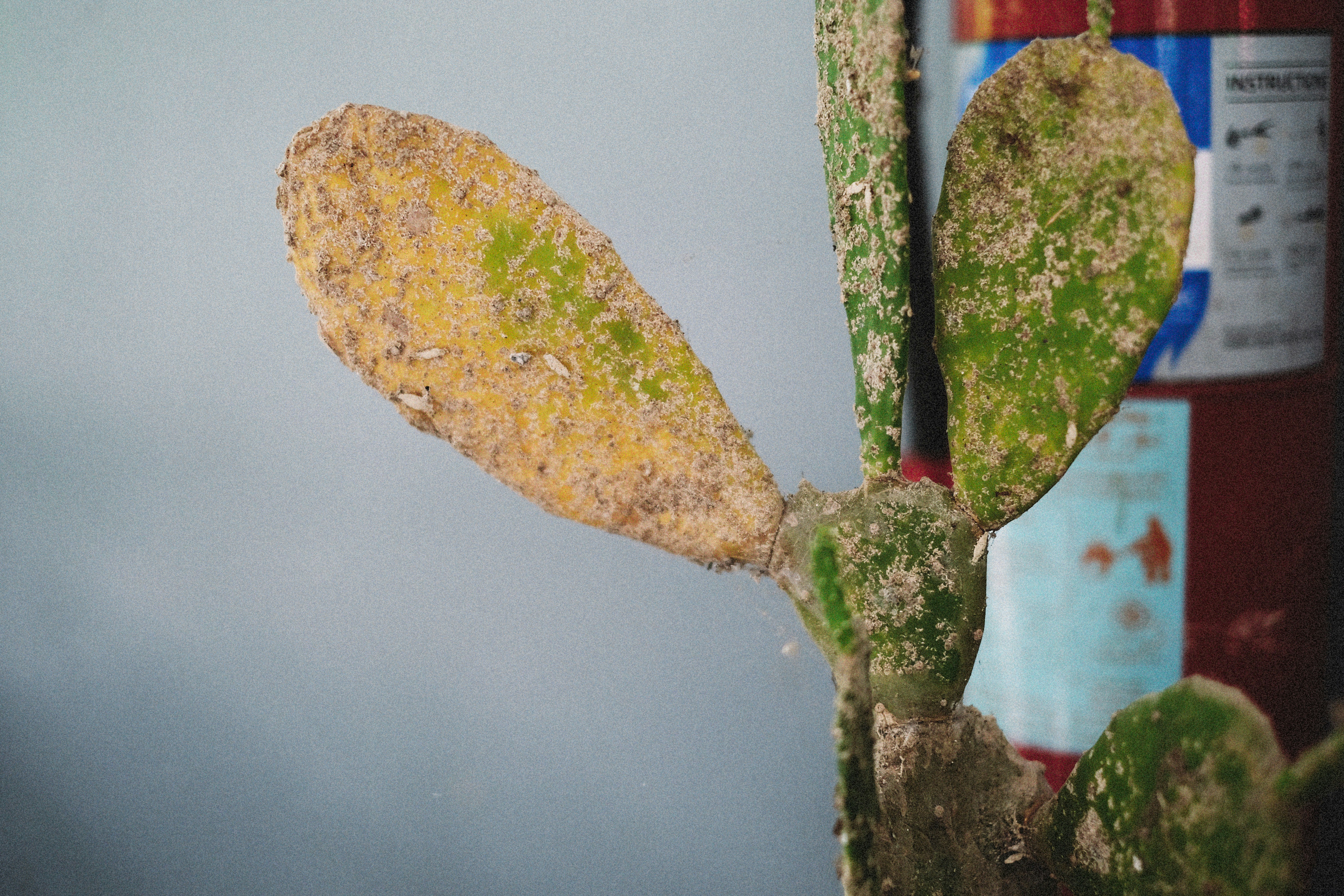 Macro photograph of a dusty cactus leaf pad showing yellow-orange specks and green patches against a muted blue-gray background.
