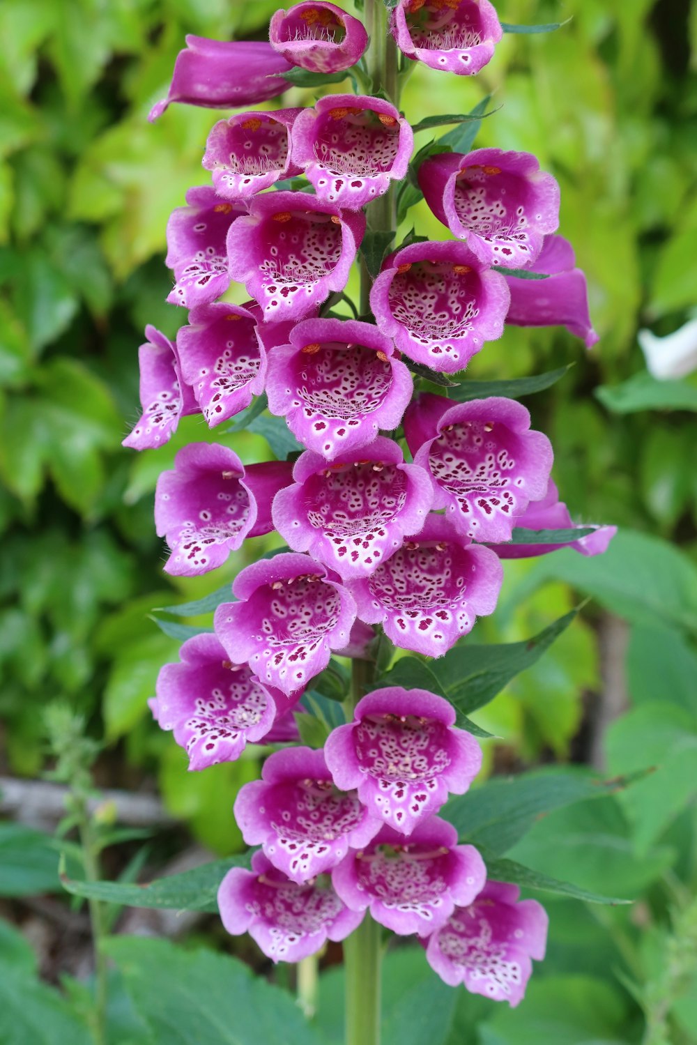 um close up de uma flor roxa