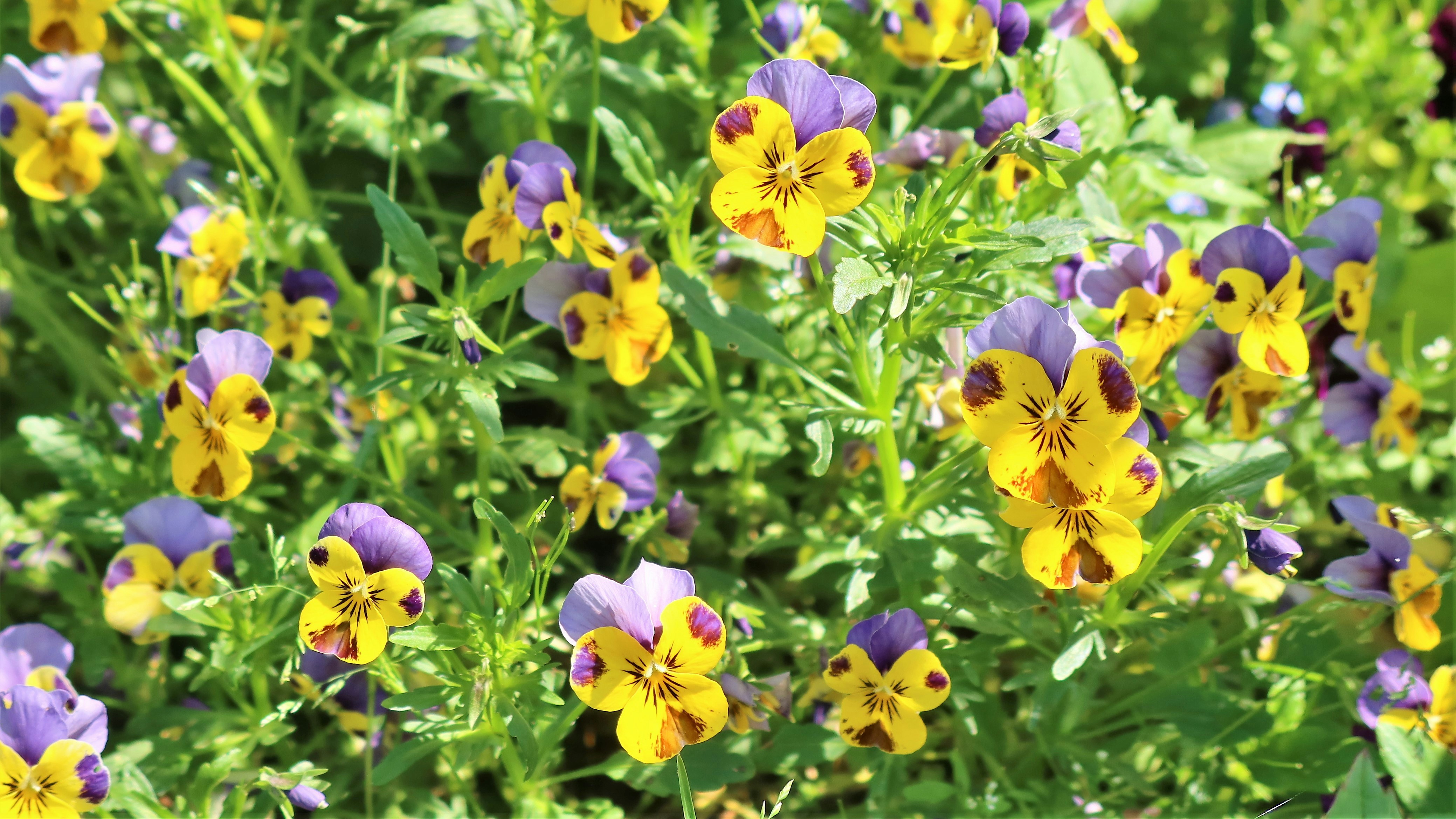A field of yellow and purple viola flowers.