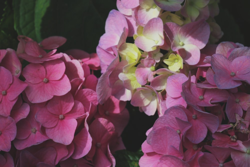 a group of flowers