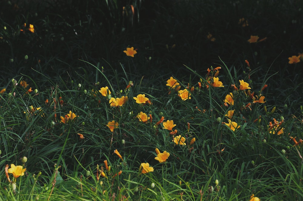 a field of yellow flowers