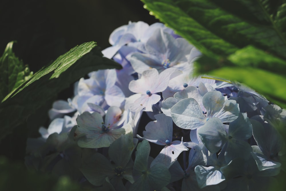 a close up of flowers