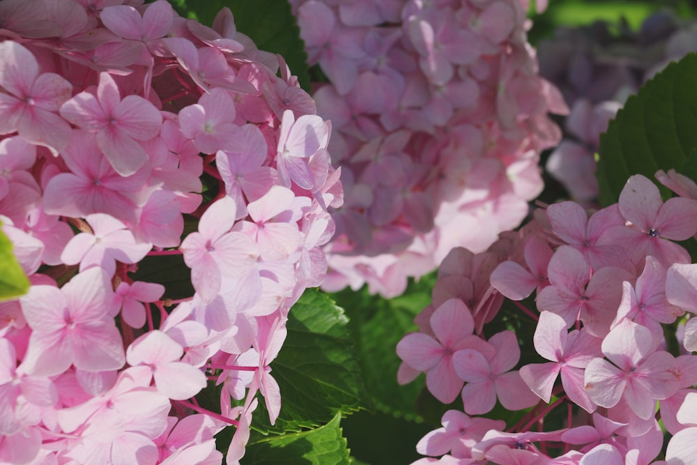 a group of pink flowers