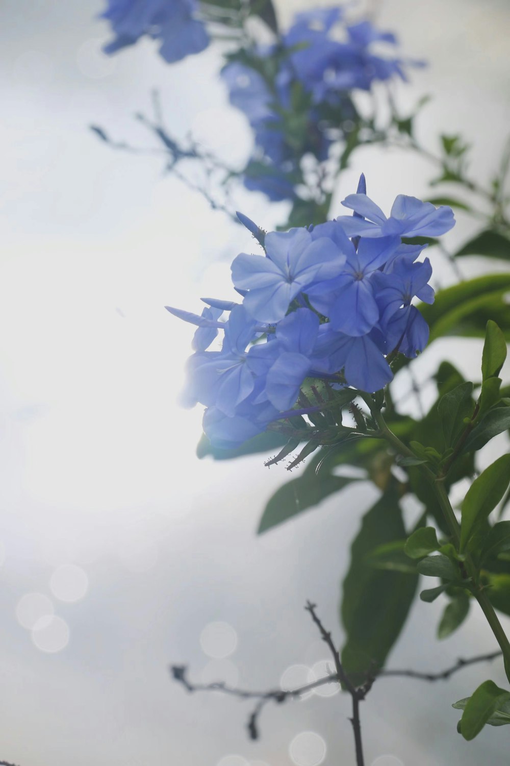 a close up of a flower