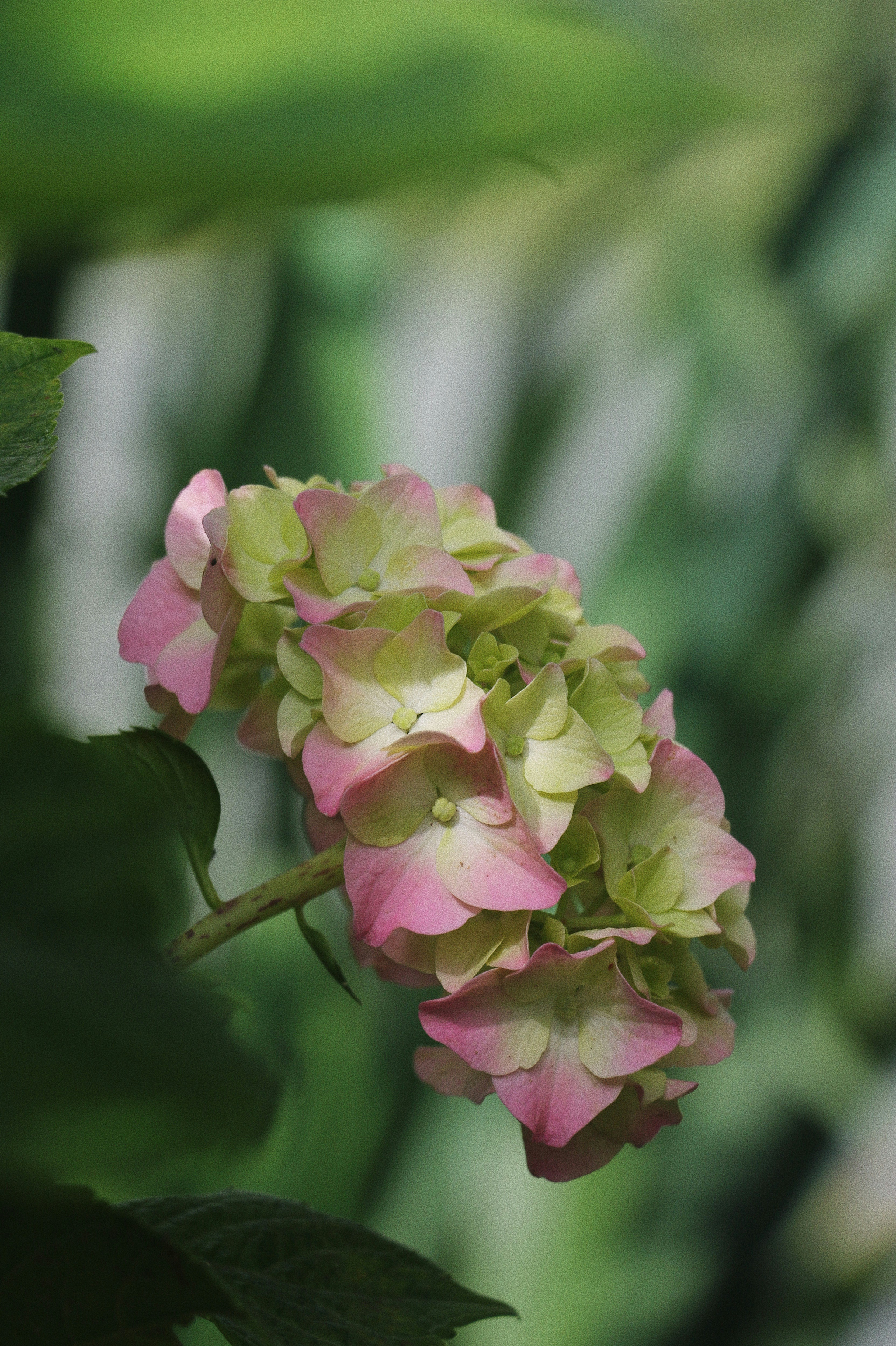 A close up of a flower photo – Free Flower Image on Unsplash