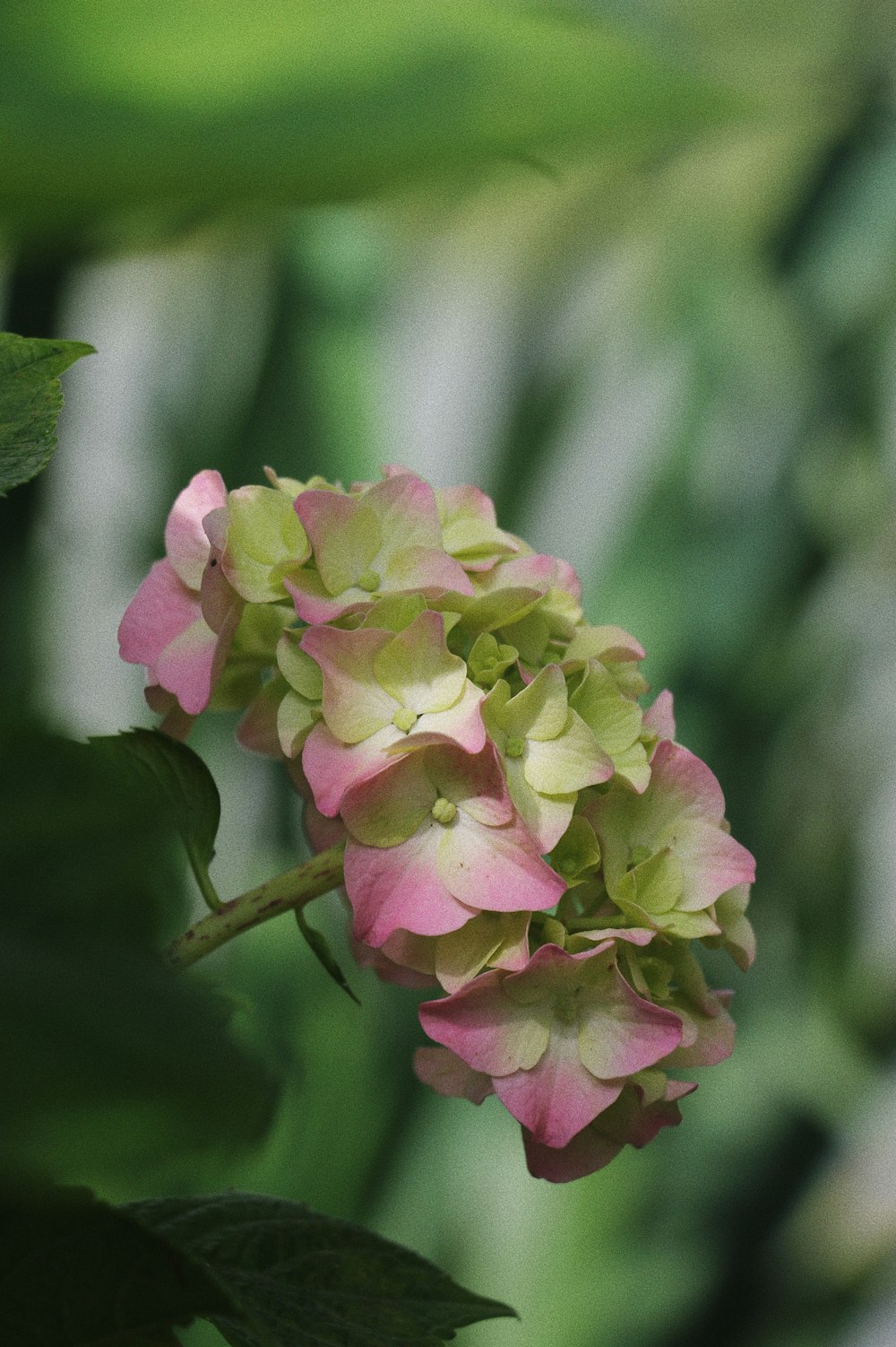 a close up of a flower