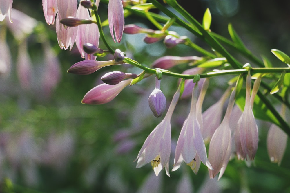 a close up of a flower