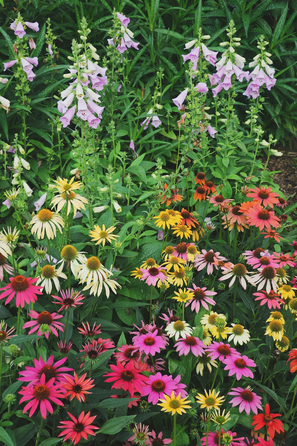 a group of colorful flowers