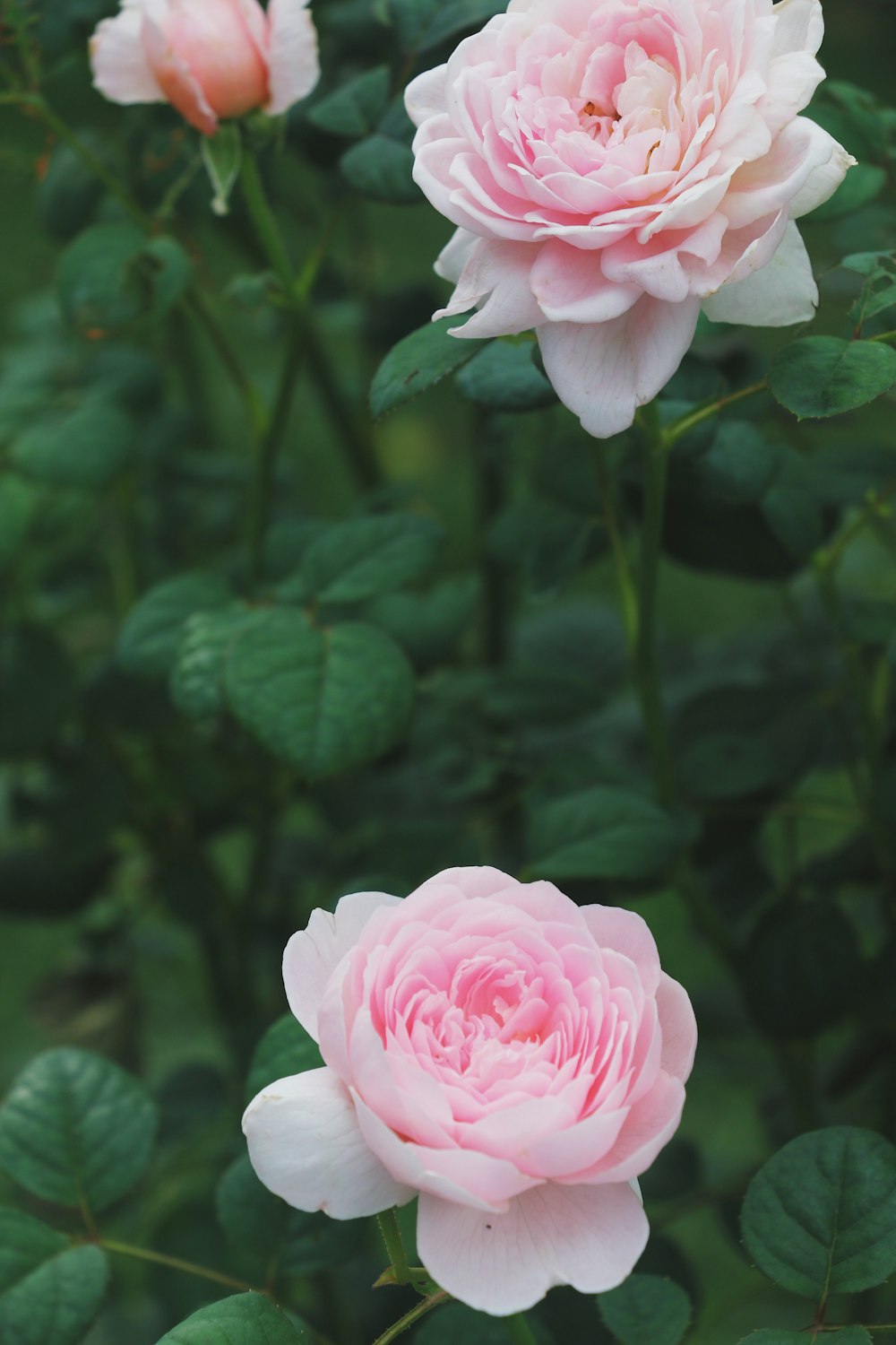 a group of pink flowers